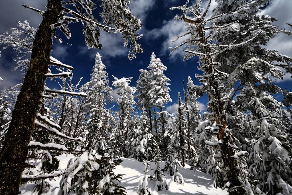 snow covered trees in the forest tower into blue skies