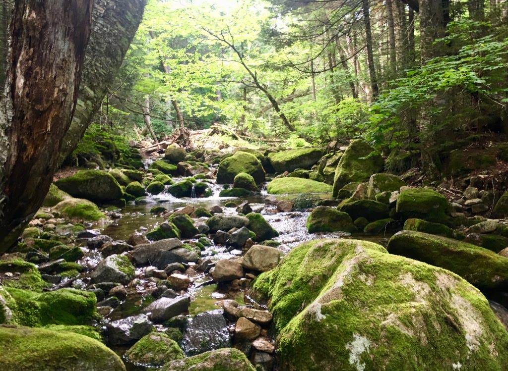 A stream in the forest with large and small moss covered rocks