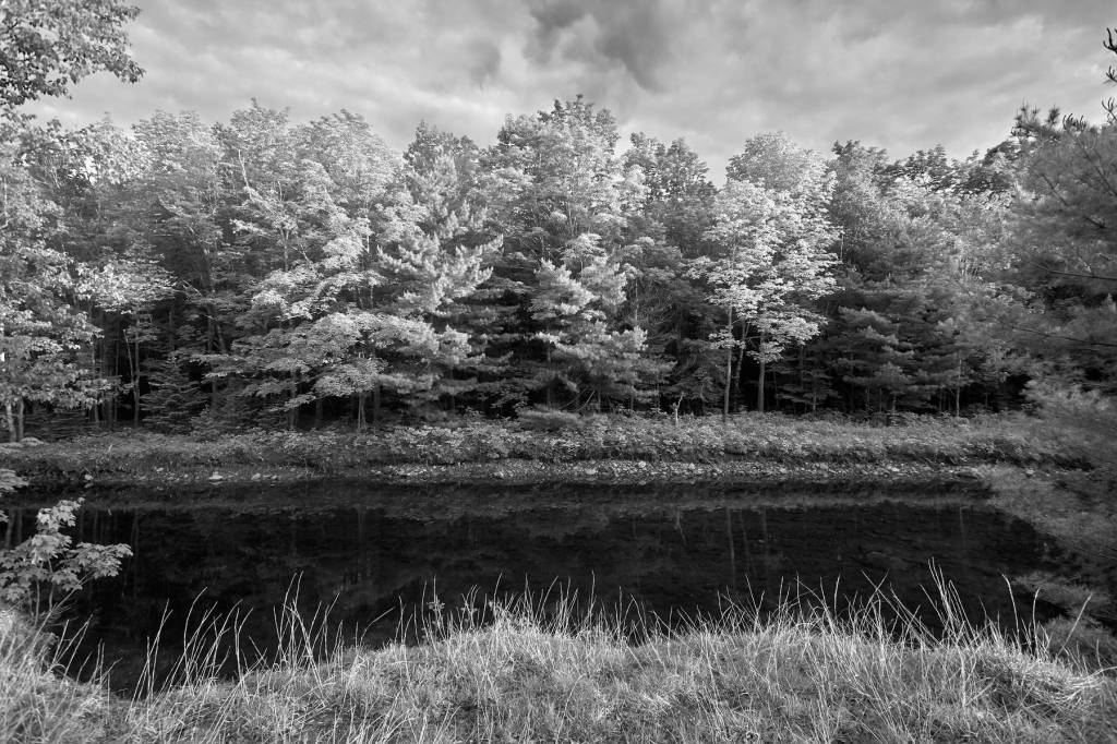 A black and white image of a river in the foreground tall grass frames the lower part of the photo. a dark band of river flows left to right through the center of the photo. tall pine trees stand beyond the river on the opposite side of the riverbank.