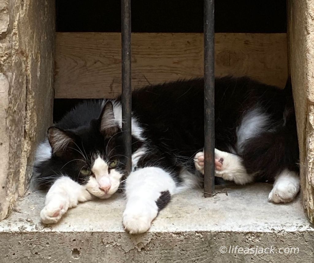 a black and white cat sits in a window.
