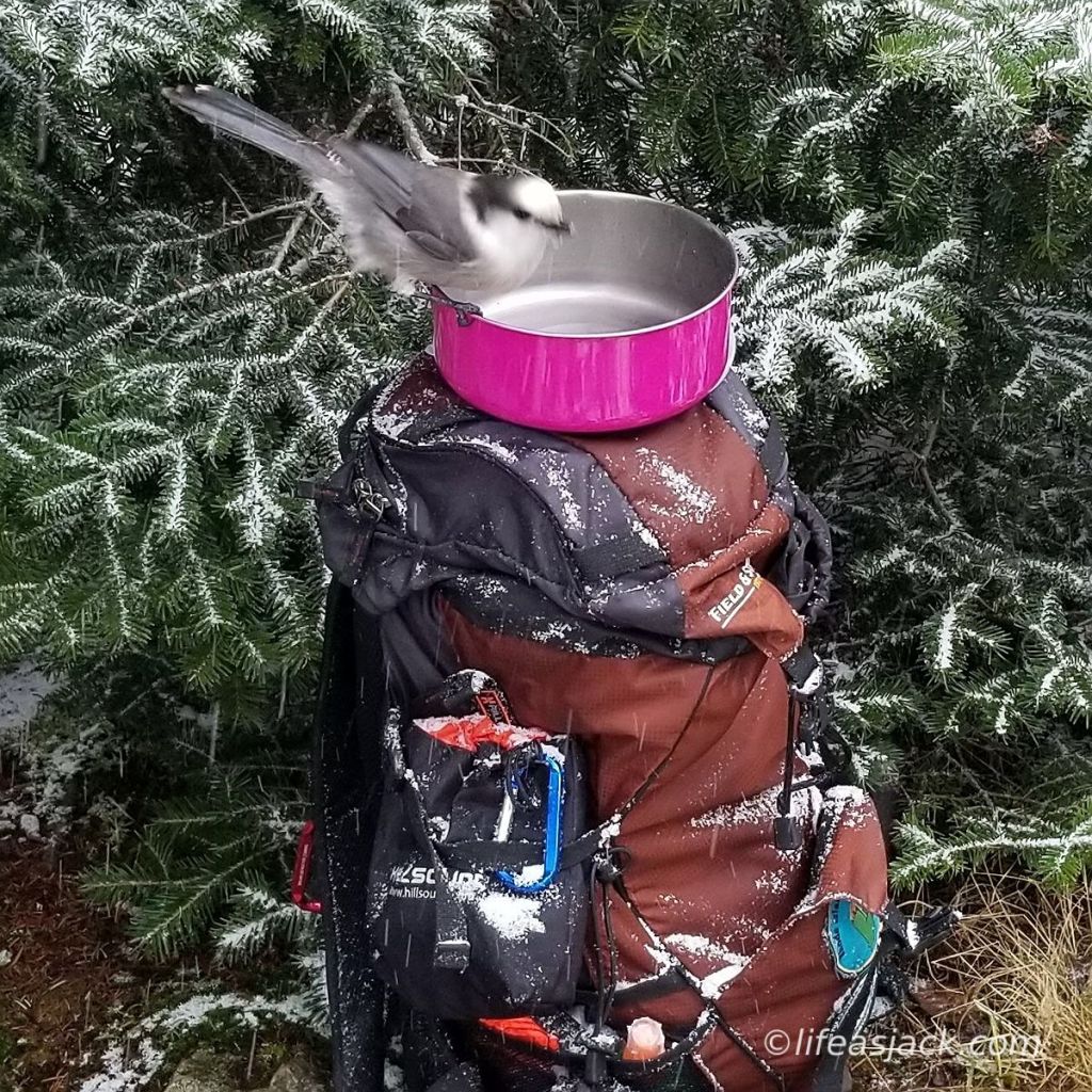 a canadian jay perches on the edge of a pink mess tin and a snow covered backpack at the base of a fir tree.