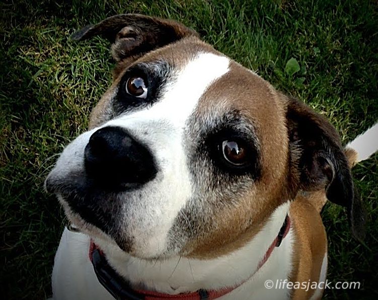 a closeup of a brown and white dog's face, looking at the camera