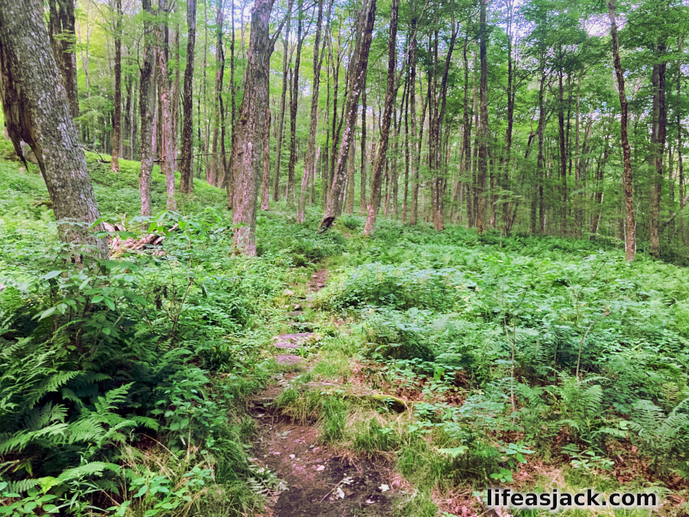 a stand of trees surrounded by green ferns. a foot trail winds across the forest floor