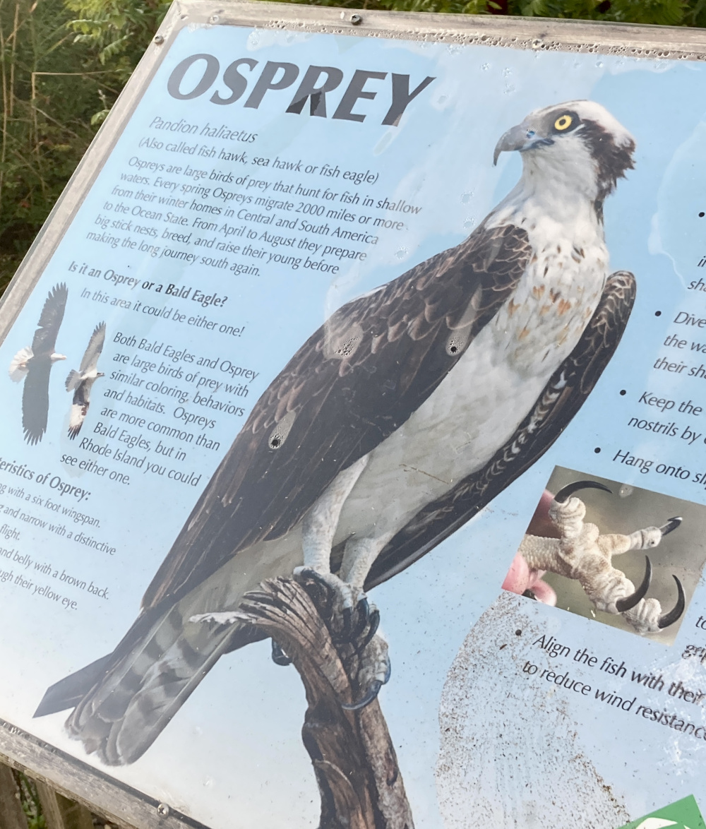 An image of an Osprey on a display at a bird sacntuary