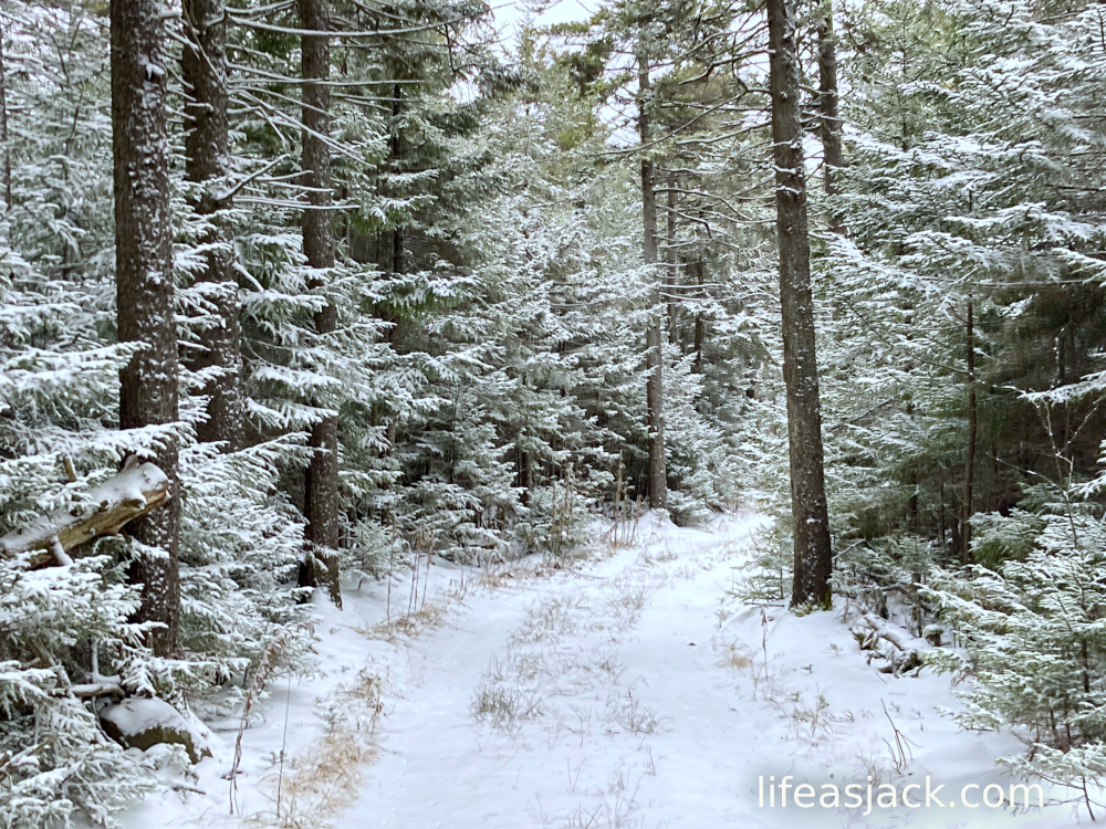 snow covered evergreens on a hiking trail