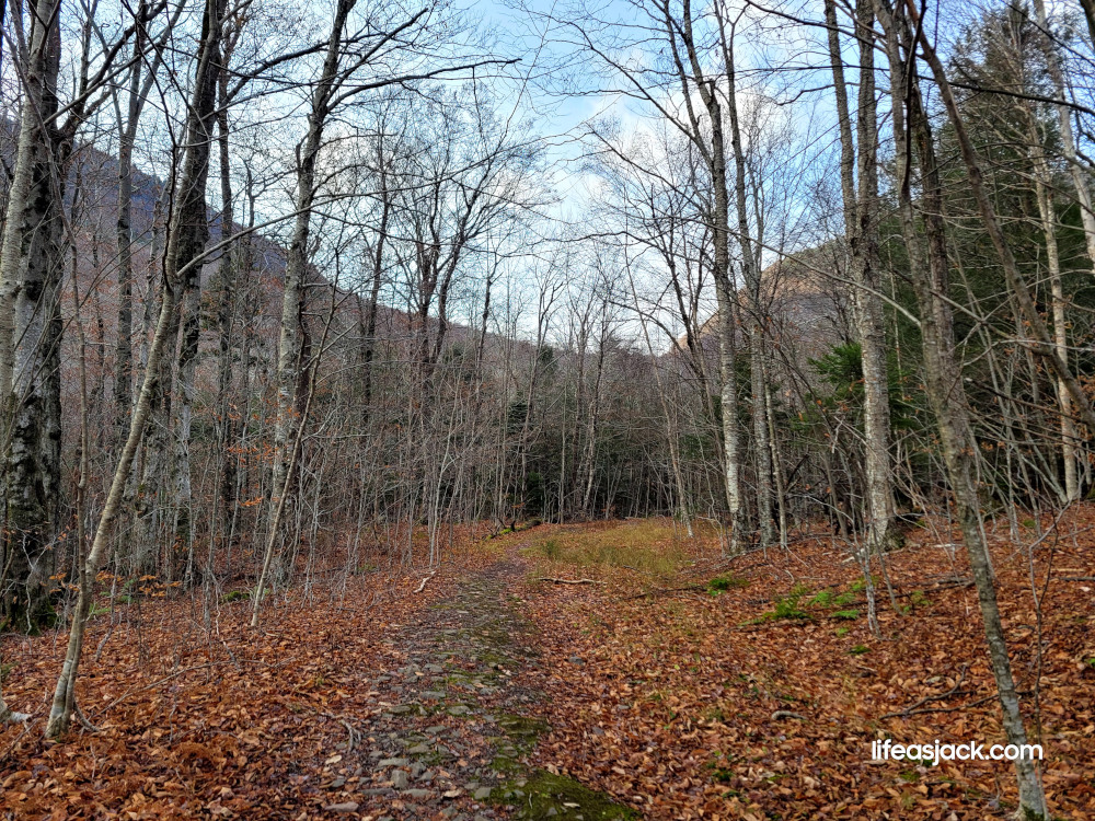 a hiking path through a forest of leafless trees.