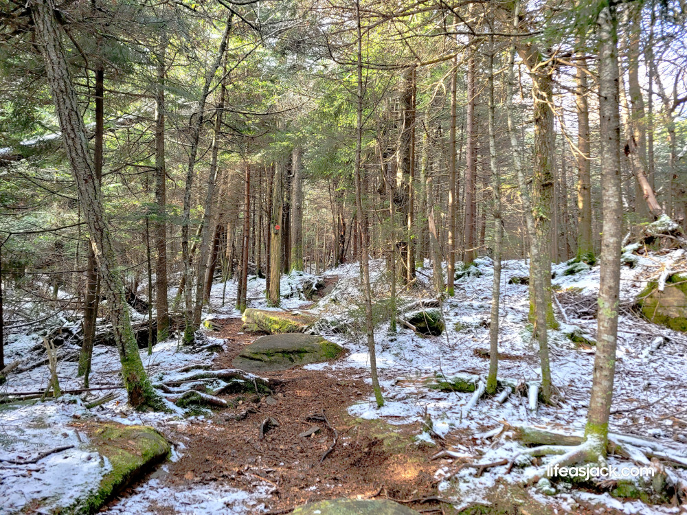 snow on a wooded hiking path