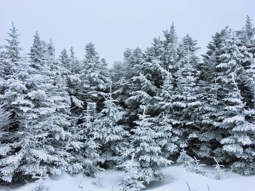 Snow covered evergreen on Mount Hale